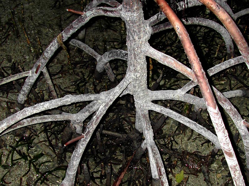 mangrove roots